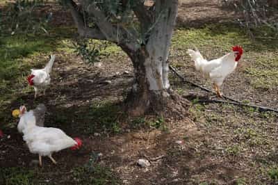 Image for Retired hens revitalise Cyprus olive groves