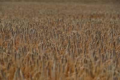 Image for Ukraine farming union flags rising barley exports to China