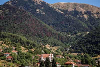 Image for Wildfires, rising temperatures imperil northern hemisphere forests, UN says
