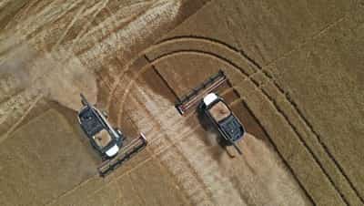 Image for Russia’s breadbasket seeing high yields as wheat harvest starts