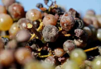 Image for Belgian agri-tech firm Biotalys plans listing in Brussels