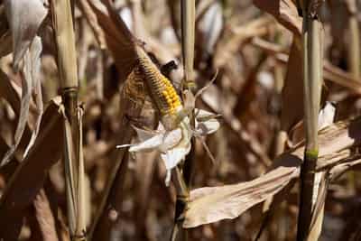Image for Europe's hot summer stunts Austrian crops, prompts rush to slaughterhouse