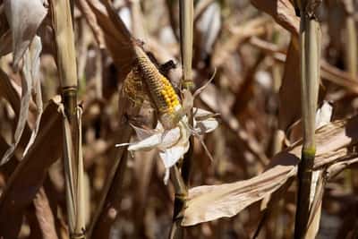 Image for Europe's hot summer stunts Austrian crops, prompts rush to slaughterhouse