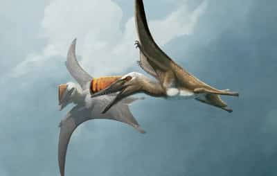 Image for Fossil from Germany unlocks history of ancient flying reptiles