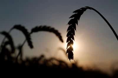 Image for Food crisis grows as spiralling prices spark export bans