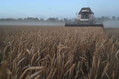 Image for Russia orders measures to boost agriculture exports after wheat sales fall in July