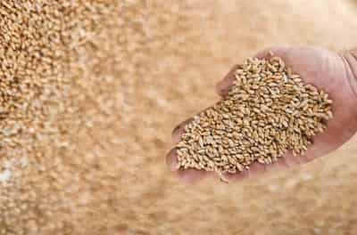 Image for French wheat protein slips further in latest harvest results