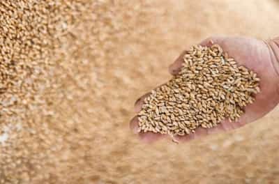 Image for French wheat protein slips further in latest harvest results