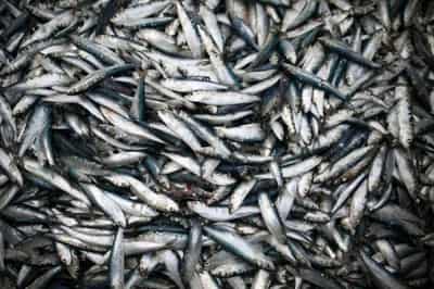 Image for UK-EU trade slumps in first month of new Brexit rules