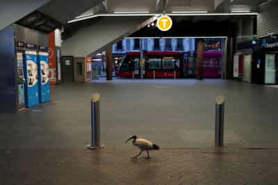 Image for Sydney posts record daily COVID-19 cases, police powers extended to enforce lockdown