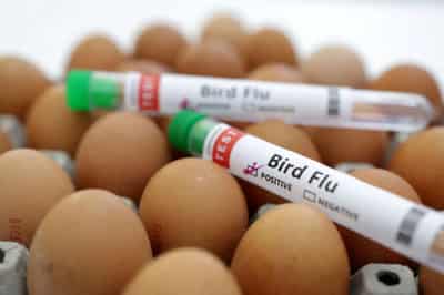 Image for Poland, EU’s biggest poultry producer, reports bird flu outbreak