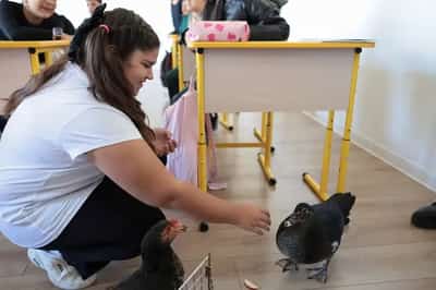 Image for Chicken and duck help out in Romanian middle schools
