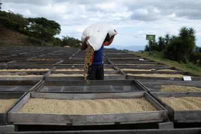 Image for EU deforestation law to force compliance even on non-EU coffee supply chains, study finds