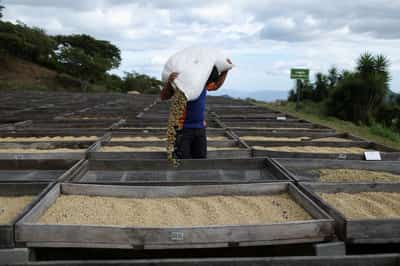 Image for EU deforestation law to force compliance even on non-EU coffee supply chains, study finds