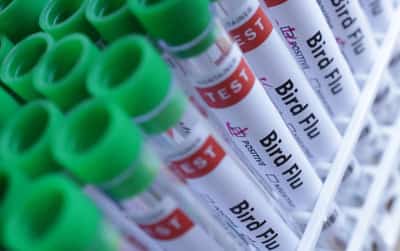 Image for Slovakia reports H5N1 bird flu outbreak, WOAH says