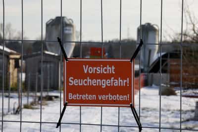 Image for Morocco stops German feed grain imports over foot-and-mouth disease