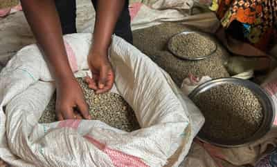 Image for Congo coffee farmers fear war will undo recent gains