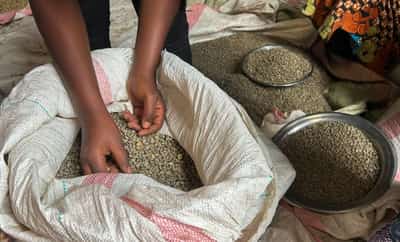 Image for Congo coffee farmers fear war will undo recent gains