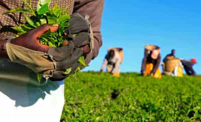 Image for As climate change threatens Kenyan tea, millions of workers seen at risk