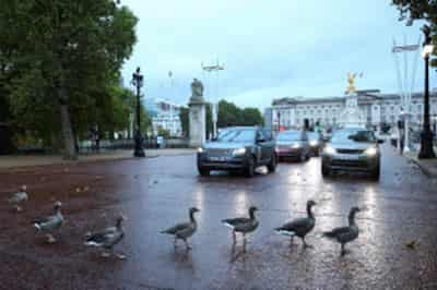 Image for Britain to introduce digital driving licences this year