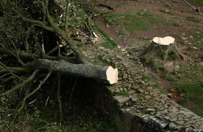 Image for Men felled much-loved British tree in 'moronic mission', court told