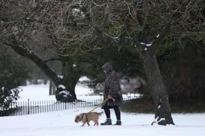 Image for UK plans overhaul of vet sector to tackle surging pet costs