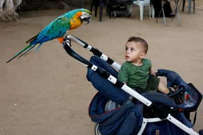 Image for At a Gaza zoo, war takes its toll on the animals