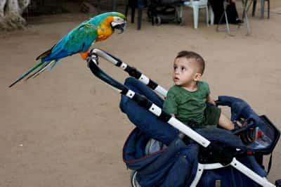 Image for At a Gaza zoo, war takes its toll on the animals