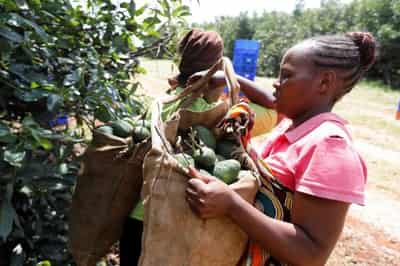Image for Africa’s dream of feeding China hits hard reality