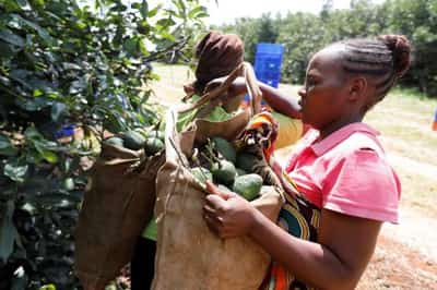 Image for Africa’s dream of feeding China hits hard reality