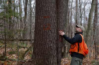 Image for Carbon offsets gird for lift-off as big money gets close to nature