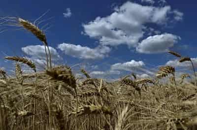 Image for Ukraine sends food aid to Syria, says Zelenskiy
