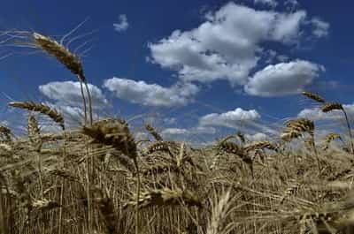 Image for Ukraine sends food aid to Syria, says Zelenskiy