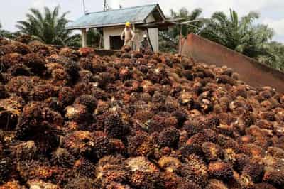 Image for Malaysia aims to regain palm oil market share in EU amid global shortage