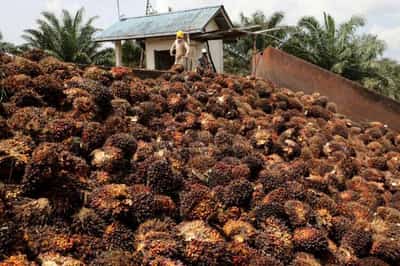 Image for Malaysia aims to regain palm oil market share in EU amid global shortage