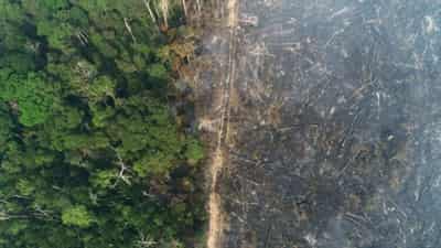 Image for Brazil&#8217;s Amazon deforestation surges 67% in May as Bolsonaro pledges fall flat