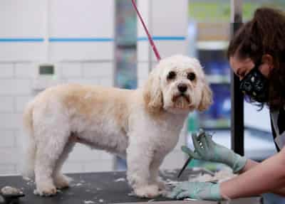 Image for Pets At Home posts first ever billion-pound sales on pandemic adoption boost
