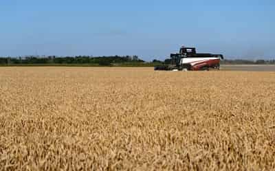 Image for Analysis-Decades of farm gains, inventories strengthen food system against 'super' El Nino