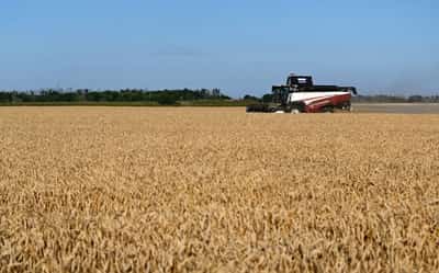 Image for Analysis-Decades of farm gains, inventories strengthen food system against 'super' El Nino