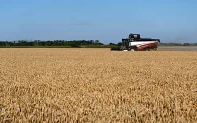Image for Analysis-Decades of farm gains, inventories strengthen food system against 'super' El Nino