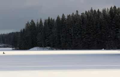 Image for Sweden and Finland urge revision of EU's forestry climate targets