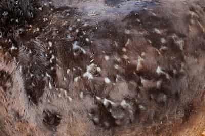 Image for Spain culls cattle to contain first outbreak of lumpy skin disease
