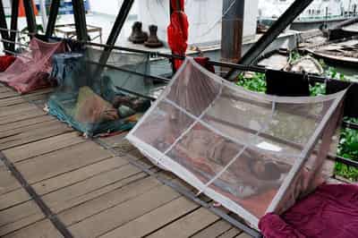 Image for Bangladesh battles rising tide of dengue and chikungunya