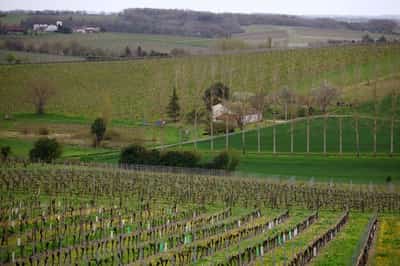 Image for French cognac producers to pay to rip out vines as demand sinks