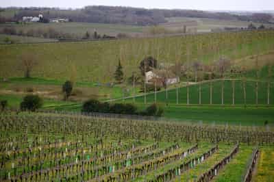 Image for France to help wine industry with $150 million in aid for vines uprooting