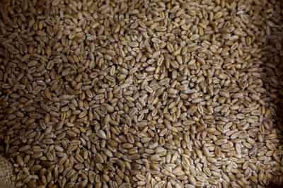 Image for French millers face long grind as rain-hit wheat harvest comes in
