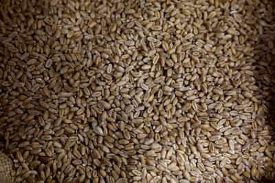 Image for French millers face long grind as rain-hit wheat harvest comes in