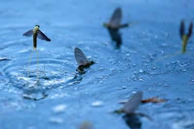 Image for Low Danube waters bring huge mayfly swarms in Budapest