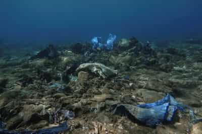 Image for Greece to spend 780 million euros to protect marine biodiversity, PM says