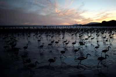 Image for EU countries weaken nature law in hunt for deal -document